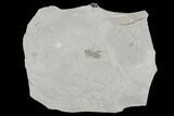 Fossil Cricket (Pronemobius) - Green River Formation, Utah #94822-1